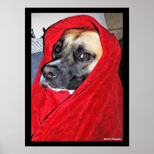 Poster Portrait de chien dans une couverture rouge (Devant)