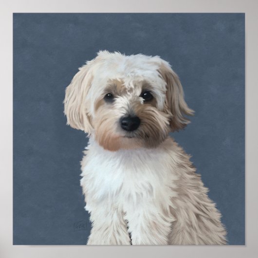 Poster Portrait de chien de Shorkie (Devant)