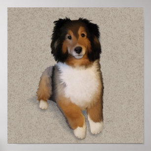 Poster Portrait de chien mélange Sheltie