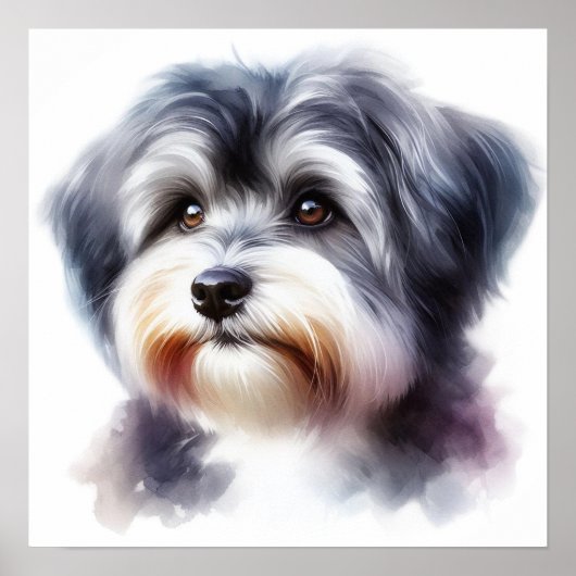 Poster Portrait de chien mignon Havanais en aquarelle (Devant)