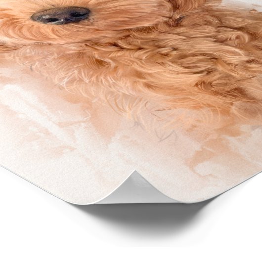 Poster Portrait de chien Mini Goldendoodle (Coin)