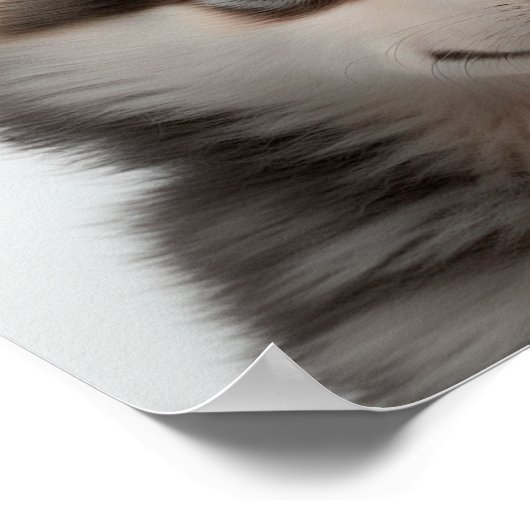 Poster Portrait de chiot Husky mignon (Chien) | 1:1 Carré (Coin)