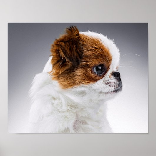 Poster Portrait de chiot japonais mignon (Devant)