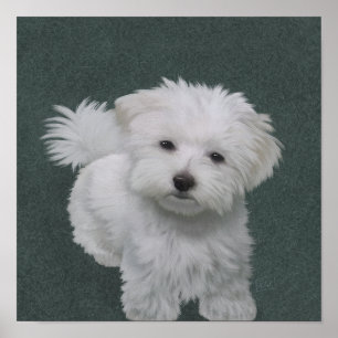 Poster Portrait de compagnie de petit chien blanc