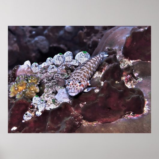 Poster Portrait de coquille (Devant)