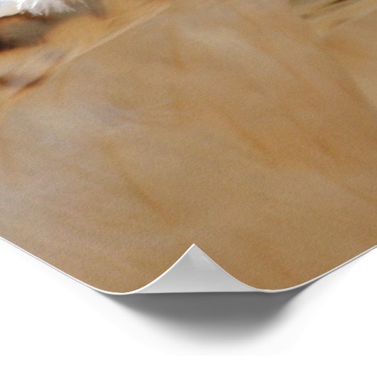 Poster Portrait de faucon à queue rouge (Coin)