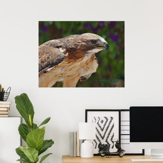 Poster Portrait de faucon à queue rouge (Bureau à domicile)