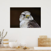 Poster Portrait de Faucon cherrug (Cuisine)