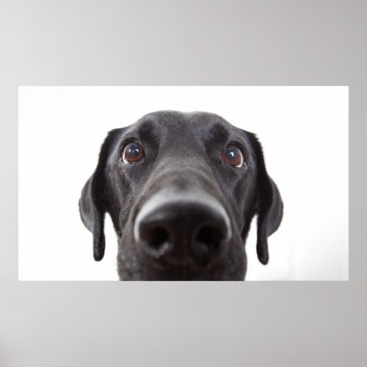 Poster Portrait de fermeture Black Labrador (Devant)