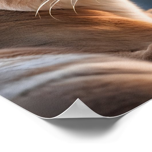 Poster Portrait de fermeture d'un Cougar (Coin)