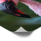 Poster Portrait de Flamant rose vibrant - Photographie d' (Coin)