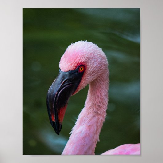 Poster Portrait de Flamant rose vibrant - Photographie d' (Devant)