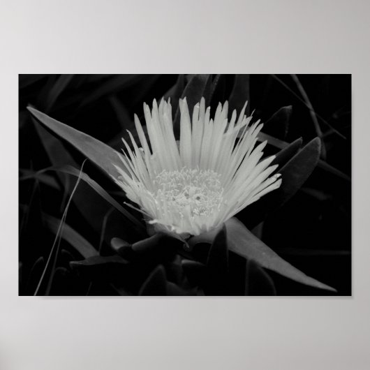 Poster Portrait de fleurs en noir et blanc (Devant)