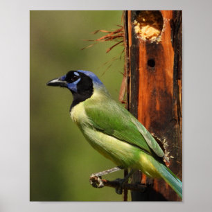 Poster Portrait de Geai vert - Photographie de la nature
