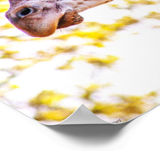 Poster Portrait de Giraffe (Coin)
