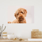 Poster Portrait de Goldendoodle Studio (Cuisine)