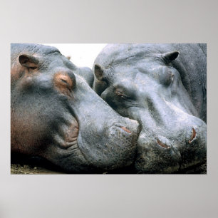Poster Portrait de Gossip Hippopotamus