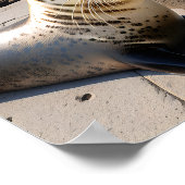 Poster Portrait de gros plan d'un phoque (Coin)