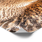 Poster Portrait de gros plan pour canard Mallard (Coin)