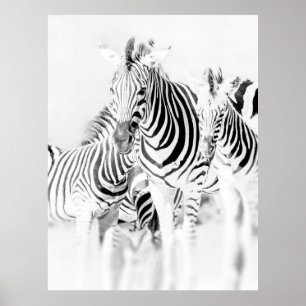 Poster portrait de groupe zèbre monochrome, Nat sud-afric