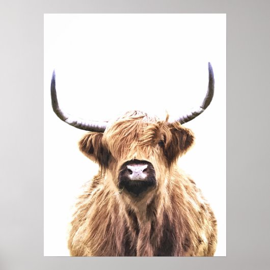 Poster Portrait de Highland cow scottish animal (Devant)