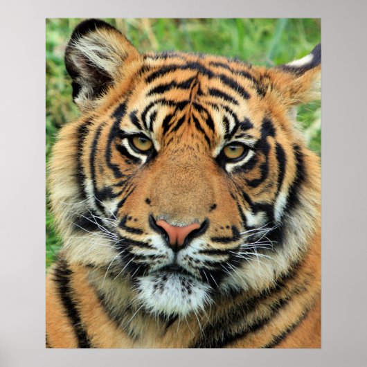 Poster Portrait de jeune tigre (Devant)