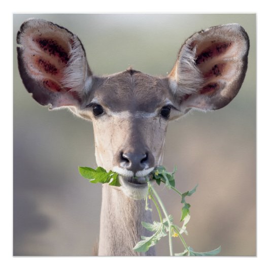 Poster Portrait de Kudu (Devant)