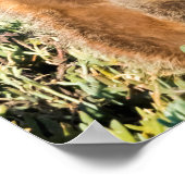 Poster Portrait de la famille Meerkat (Coin)