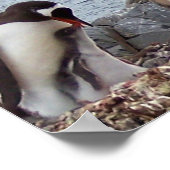 Poster Portrait de la famille Penguin (Coin)