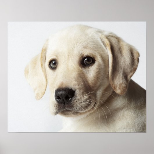 Poster Portrait de la marionnette blonde Labrador Retriev (Devant)