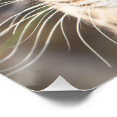 Poster Portrait de Léopard (Coin)