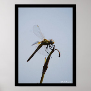 Poster Portrait de libellule avec canne