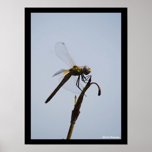Poster Portrait de libellule avec canne (Devant)
