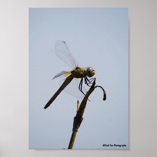 Poster Portrait de libellule avec canne (Devant)