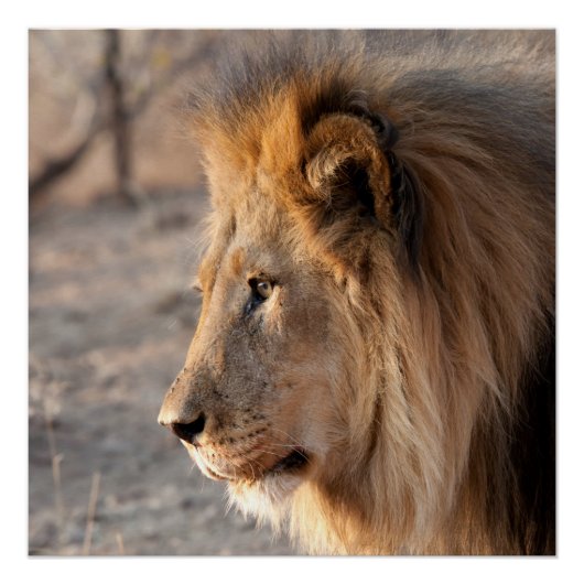 Poster Portrait de Lion (Devant)