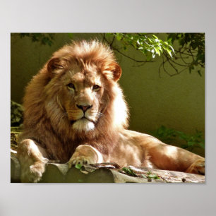 Poster Portrait de Lion