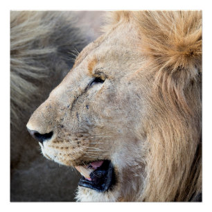 Poster Portrait de Lion