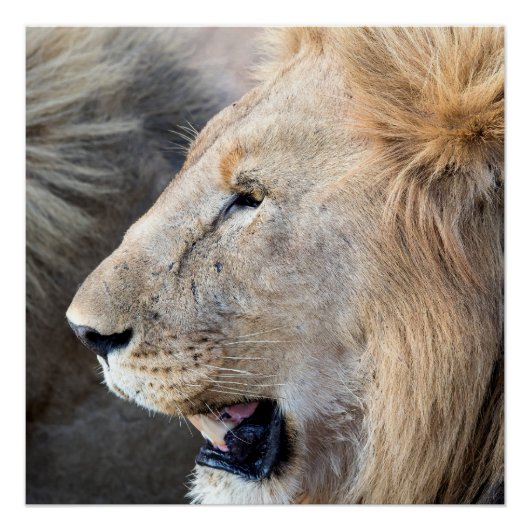 Poster Portrait de Lion (Devant)