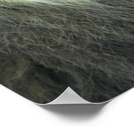 Poster Portrait de lion (Coin)