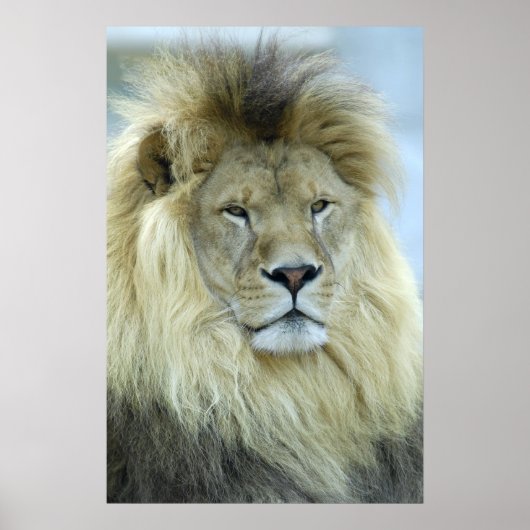 Poster Portrait de lion (Devant)