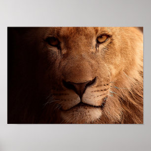 Poster Portrait de Lion