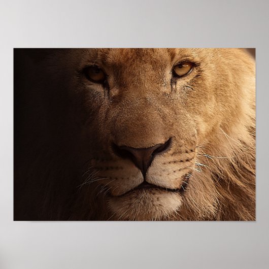 Poster Portrait de Lion (Devant)