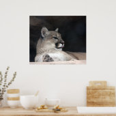 Poster Portrait de lion Cougar Mountain (Cuisine)