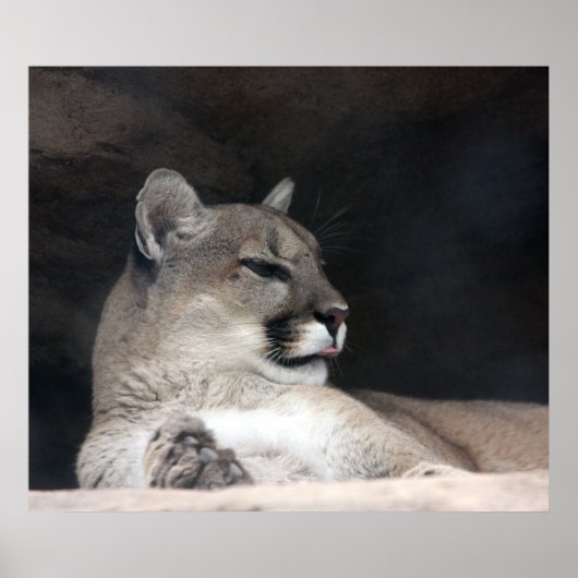 Poster Portrait de lion Cougar Mountain (Devant)