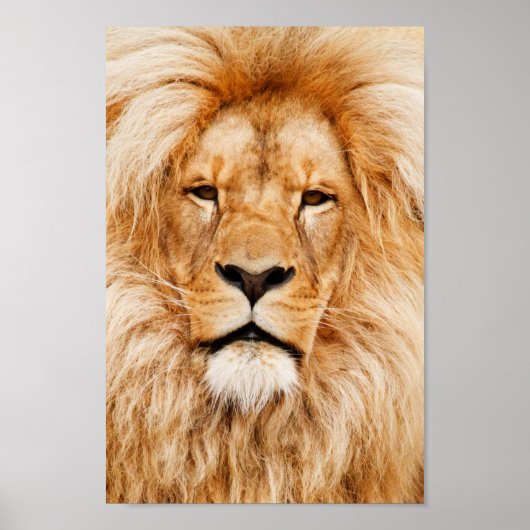 Poster Portrait de lion fier (Devant)