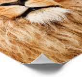 Poster Portrait de lion fier (Coin)