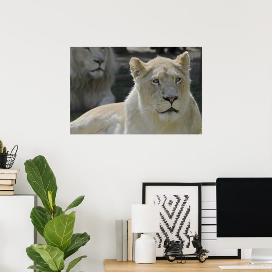 Poster Portrait de lionne blanche (Bureau à domicile)