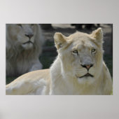 Poster Portrait de lionne blanche (Devant)
