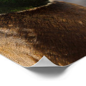 Poster Portrait de Male Mallard (Coin)