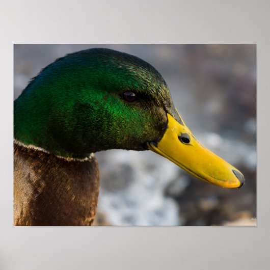 Poster Portrait de Male Mallard (Devant)